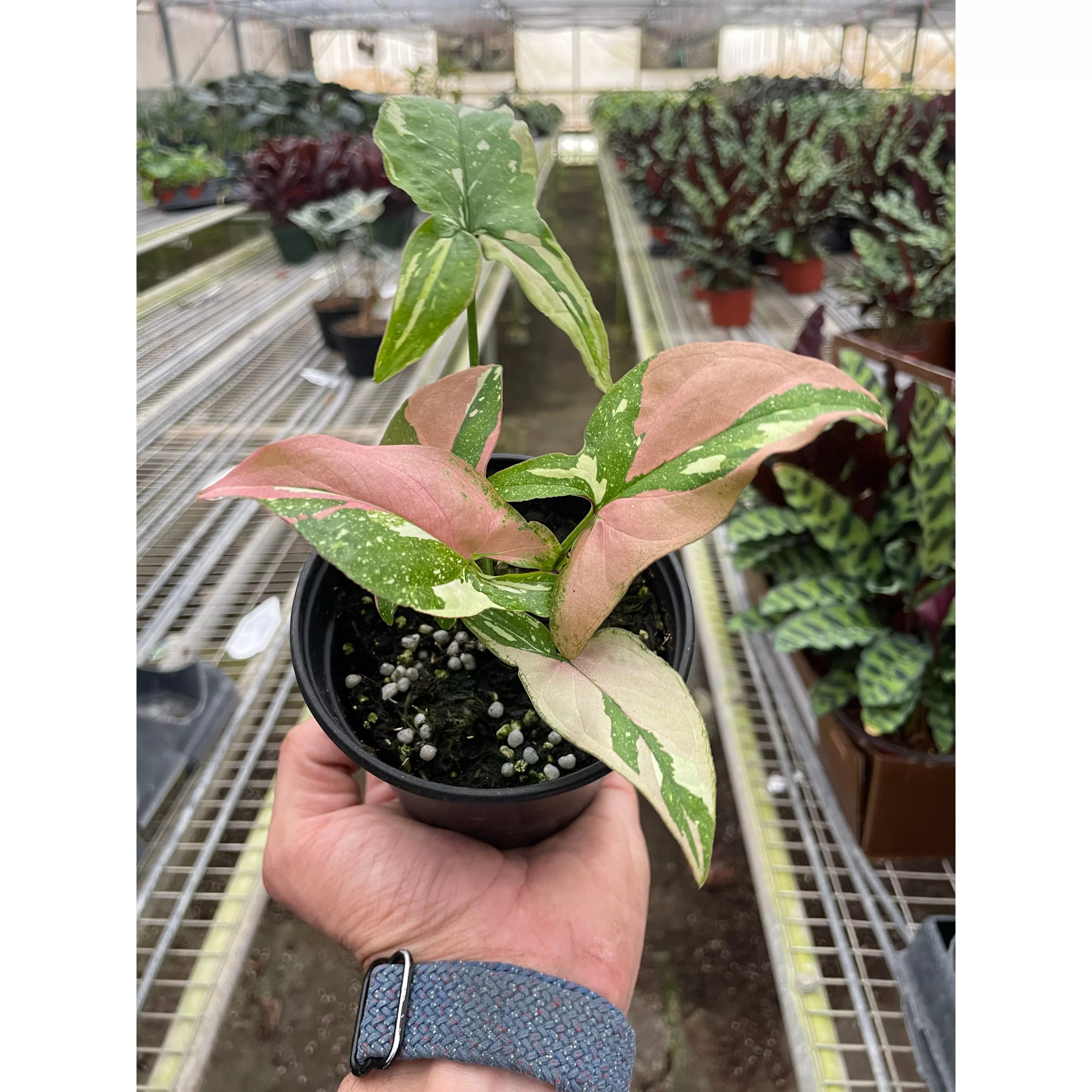 syngonium-tricolor Syngonium 'Tricolor'