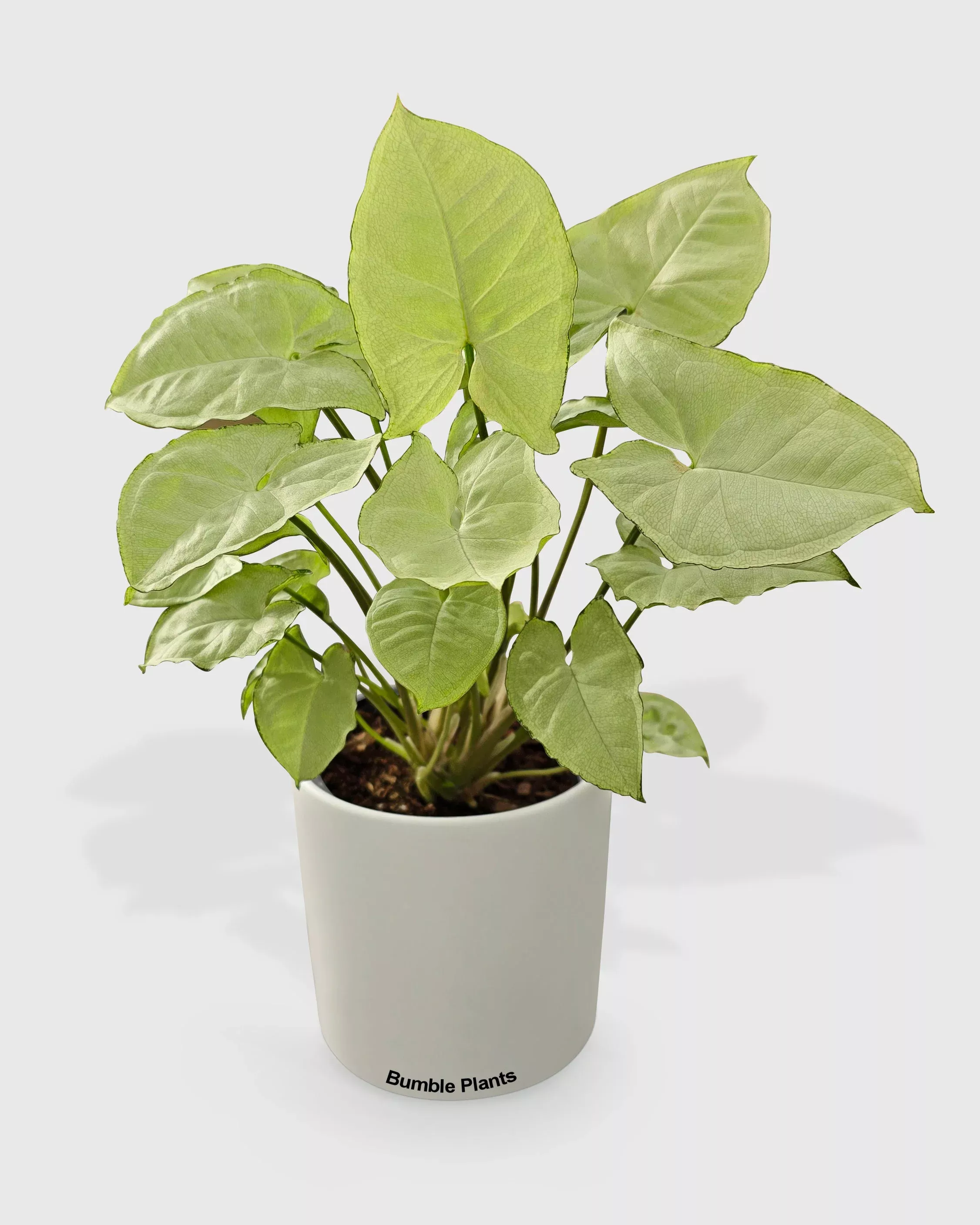 syngonium-white-butterfly Syngonium 'White Butterfly'
