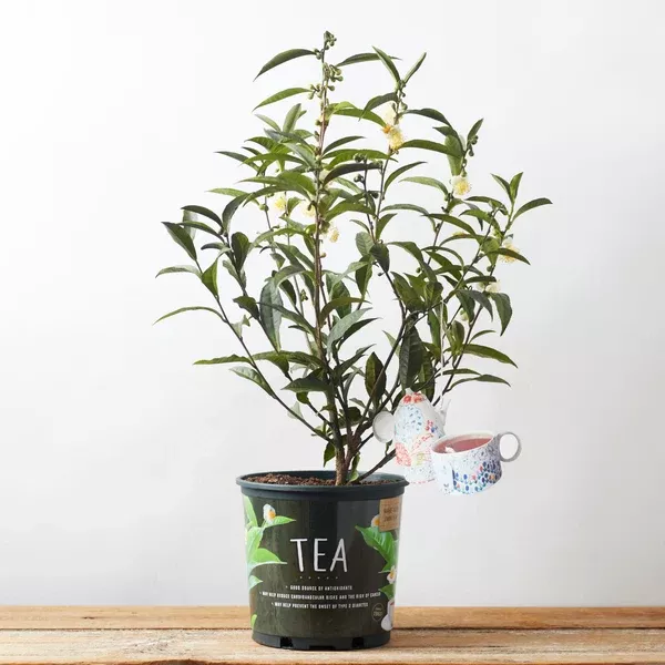 tea-assamica-plant-camelia-sinensis Tea Assamica Plant Camelia Sinensis