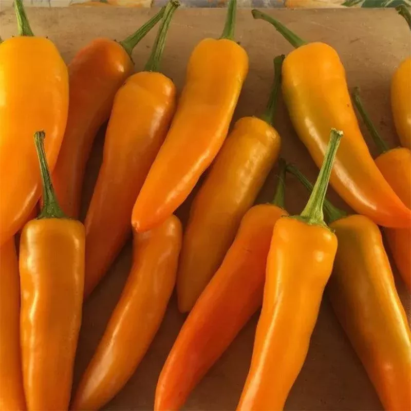 tequila-sunrise-pepper-seeds Tequila Sunrise Pepper Seeds