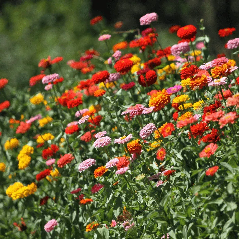 ‘Thumbelina Mix’ Heirloom Dwarf Zinnia Seeds