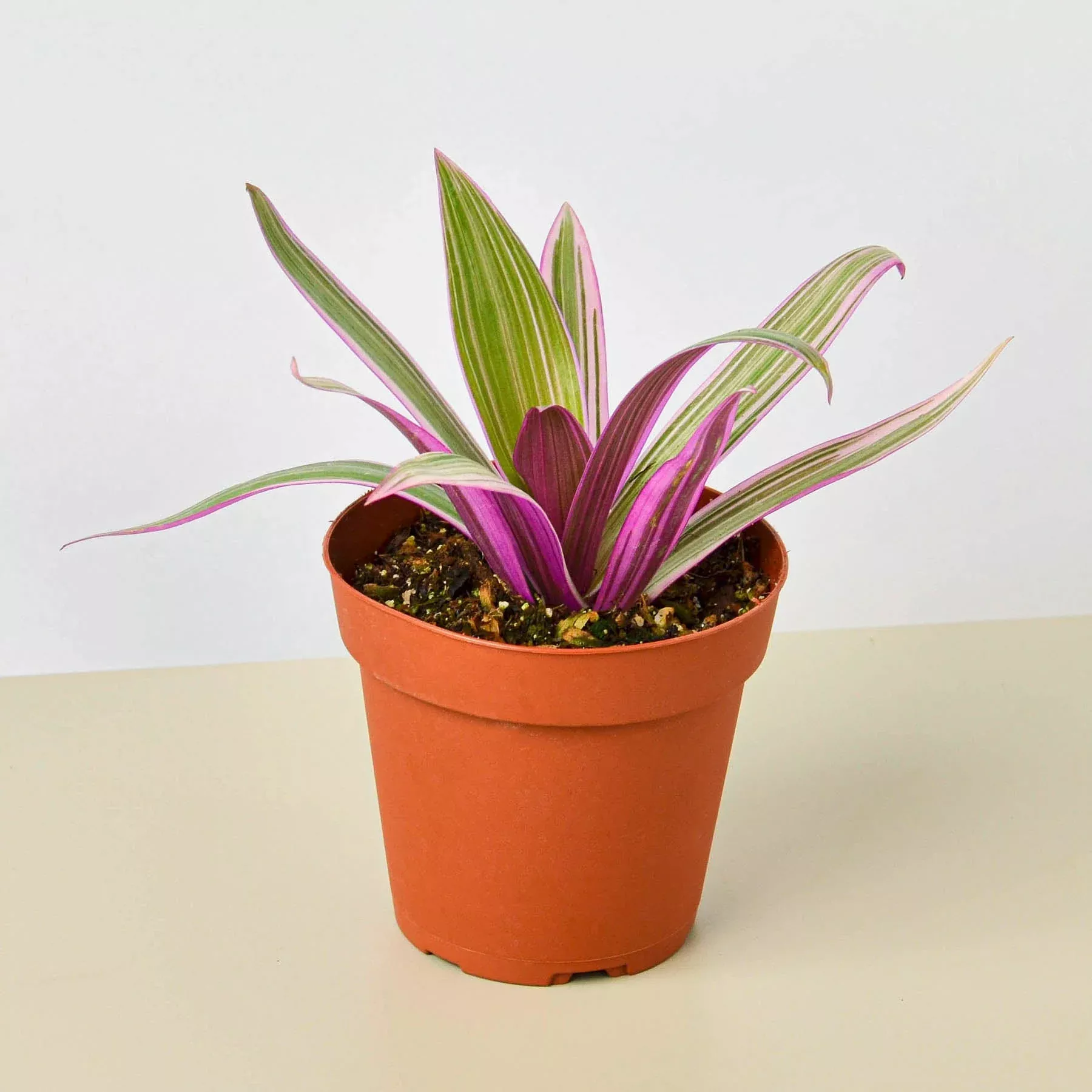 tradescantia-oyster-plant Tradescantia 'Oyster Plant'