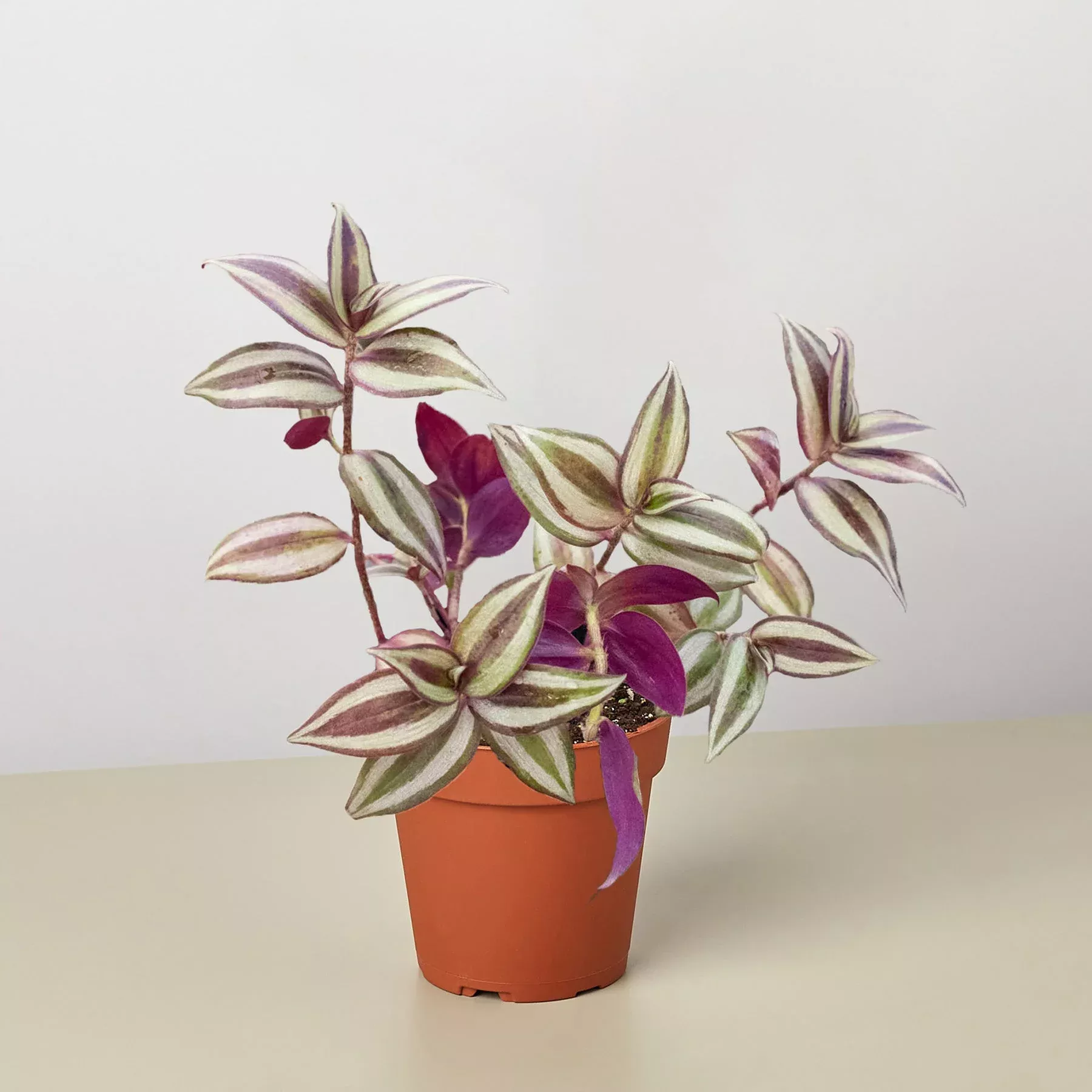 tradescantia-zebrina-wandering-dude Tradescantia Zebrina 'Wandering Dude'