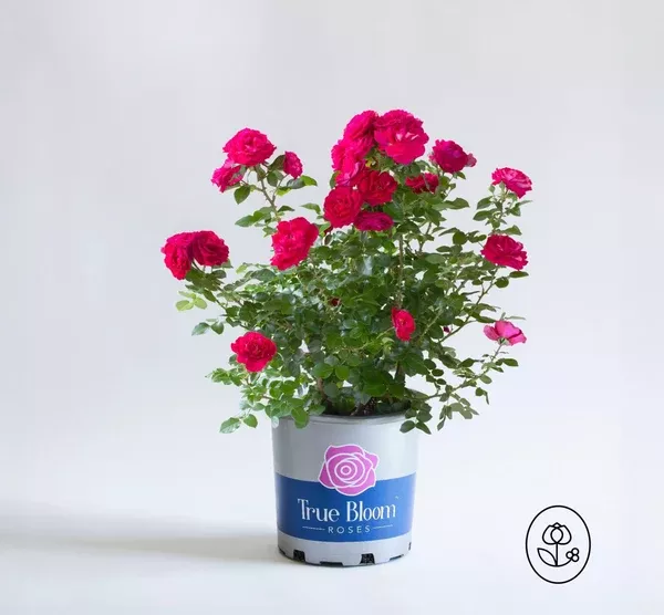 true-bloom-rose-2-gallon True Bloom Rose - 2 Gallon