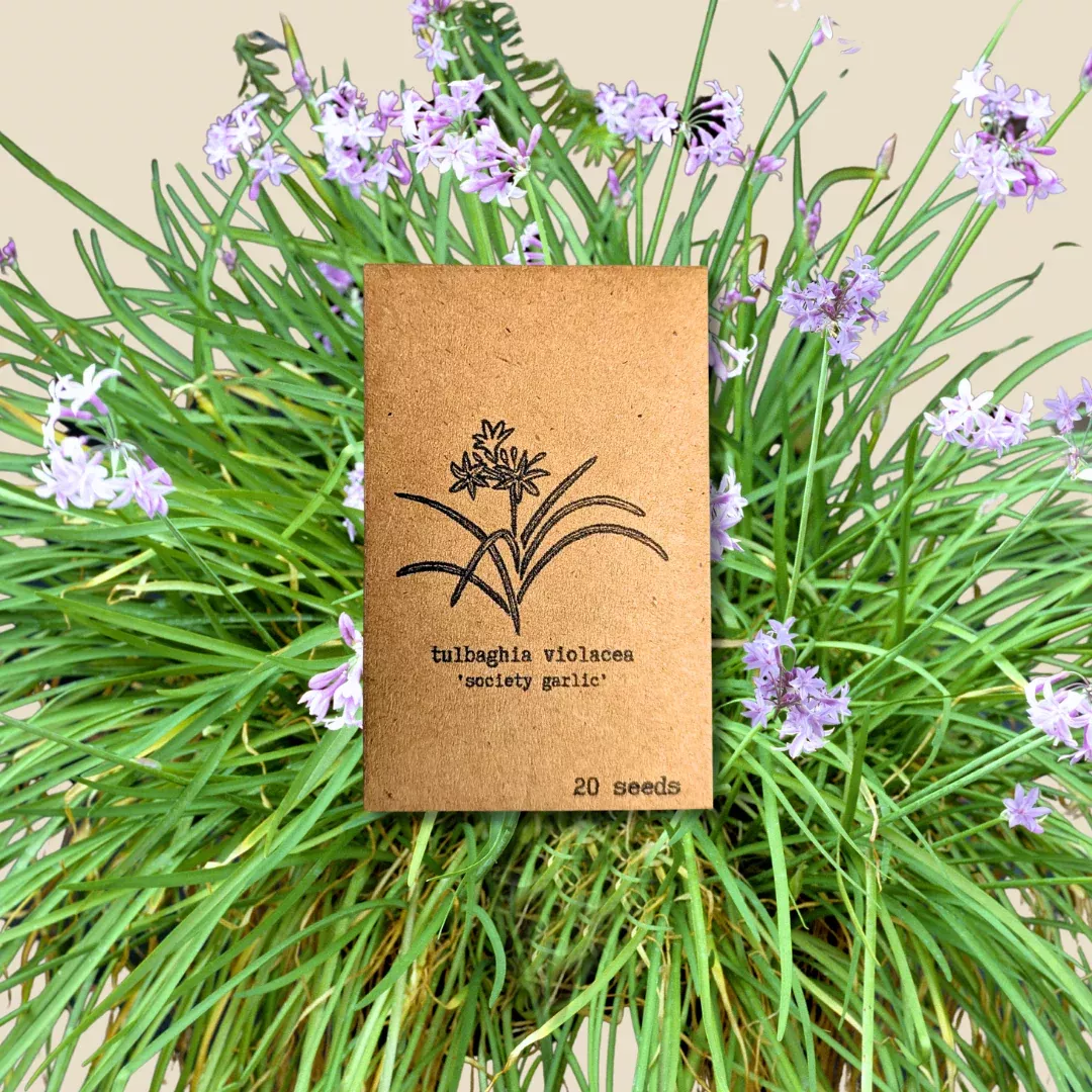 tulbaghia-violacea-society-garlic-seeds Tulbaghia Violacea "Society Garlic" Seeds