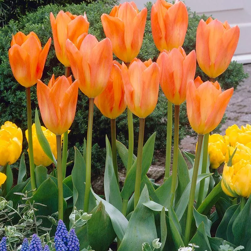 tulip-fosteriana-orange-emperor-pack-7 Tulip Fosteriana Orange Emperor (Pack of 7)