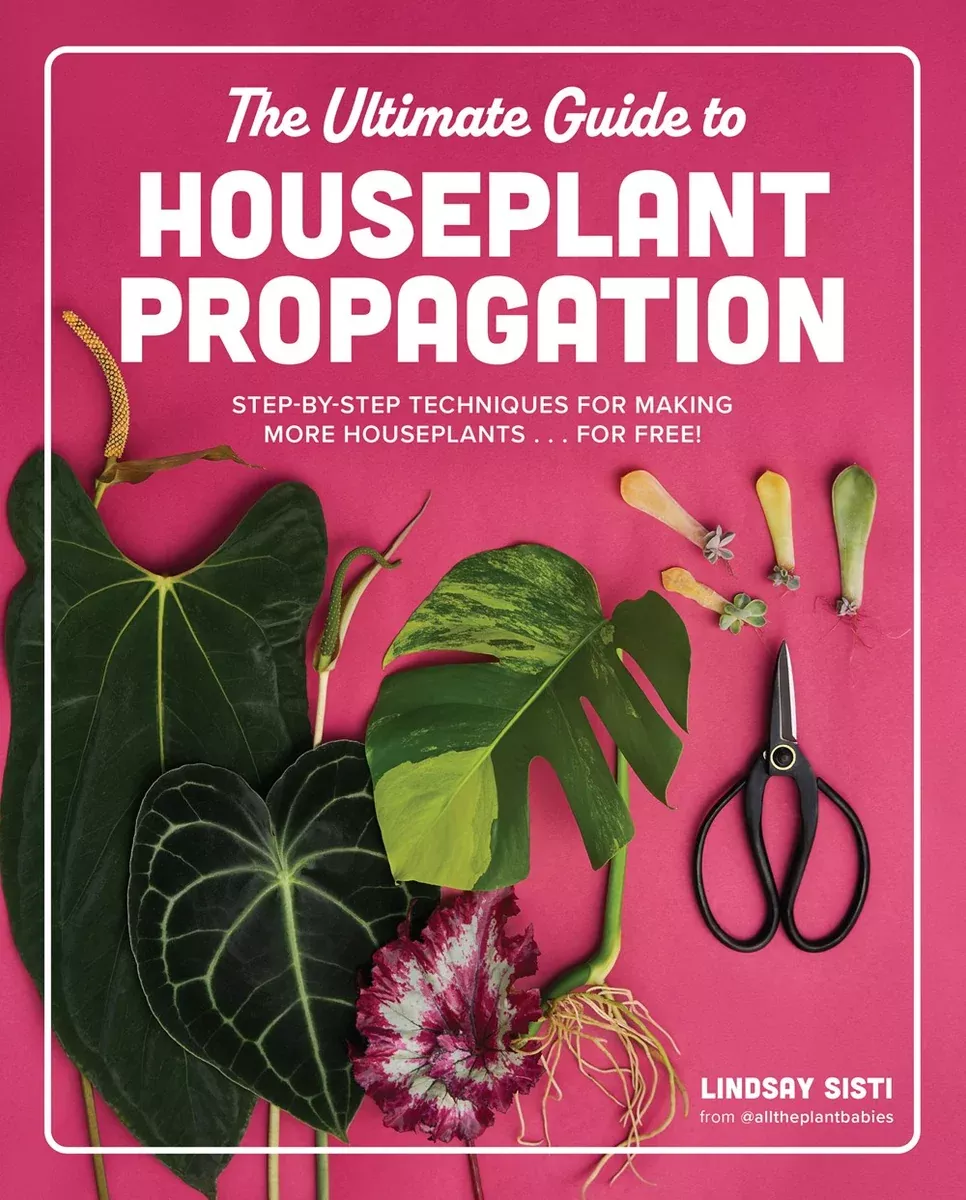 ultimate-guide-to-houseplant-propagation The Ultimate Guide To Houseplant Propagation