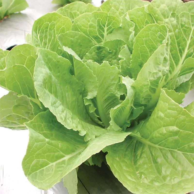 valmaine-lettuce-seeds-organic Valmaine Lettuce Seeds (Organic)