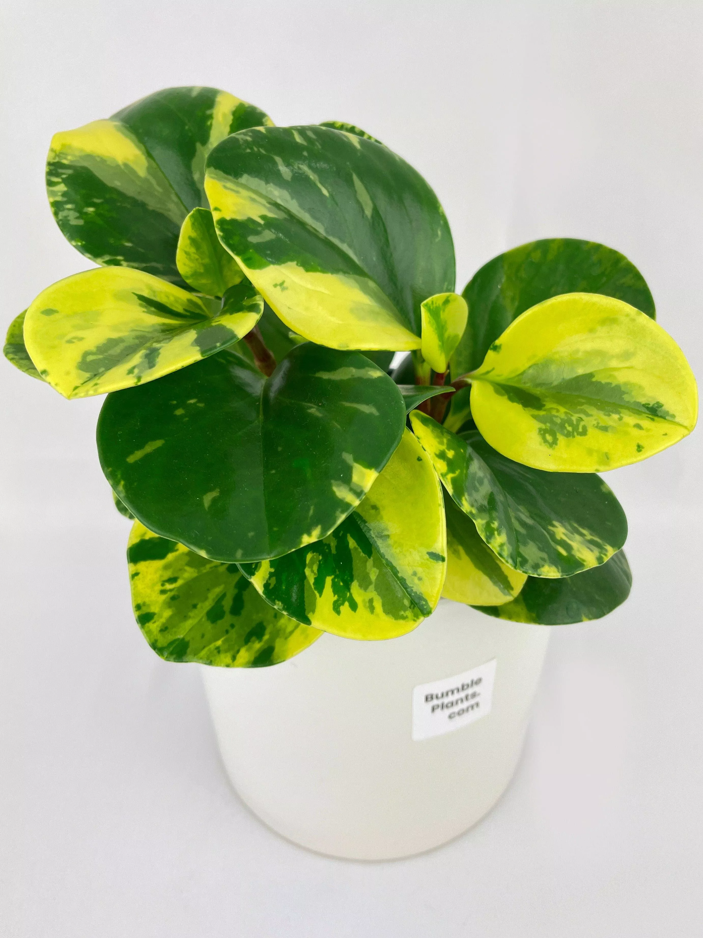 variegated-peperomia-obtusifolia Variegated Peperomia Obtusifolia