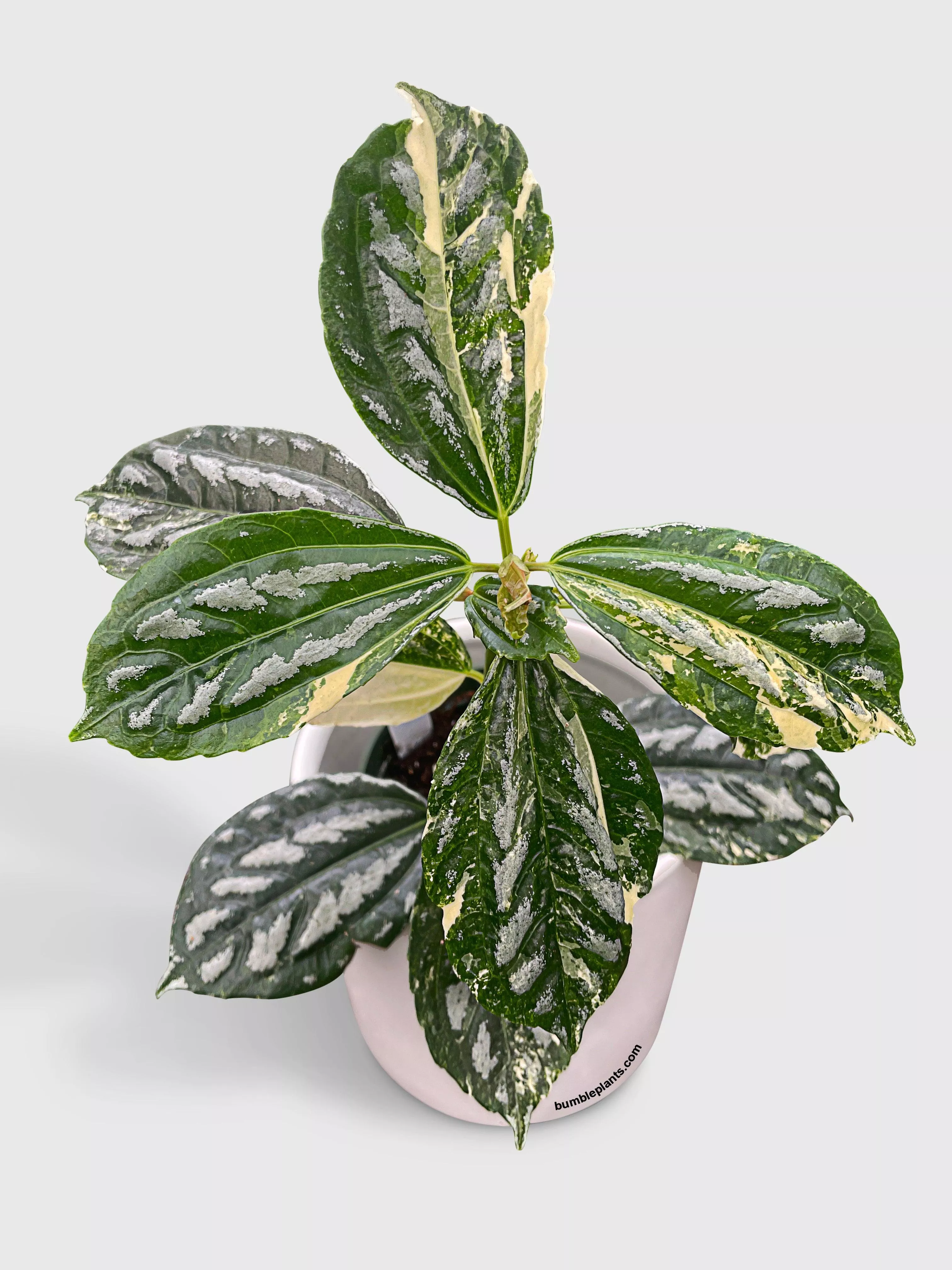 variegated-pilea-cadierei-aluminium Variegated Pilea Cadierei Aluminium
