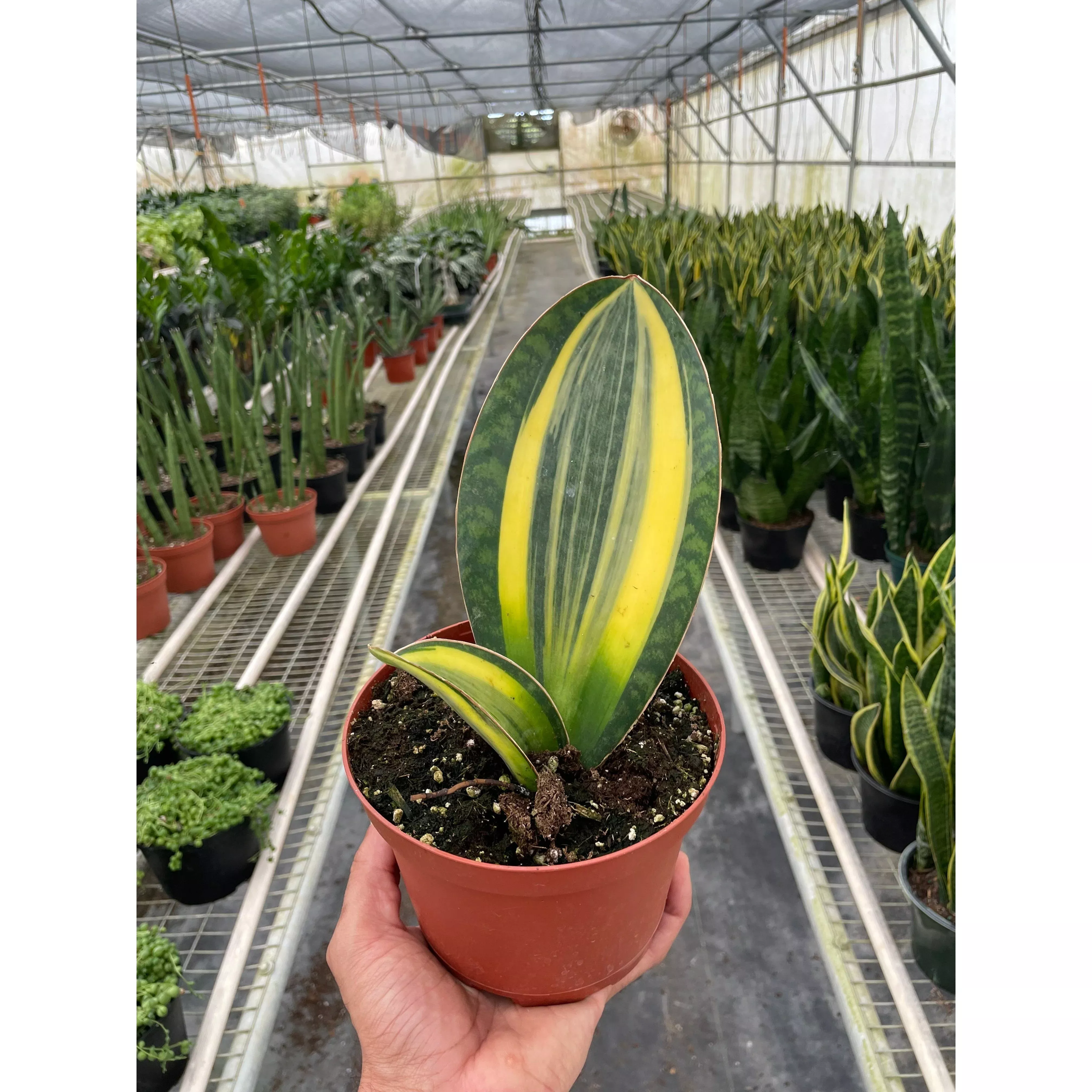 variegated-shark-fin-snake-plant Variegated Shark Fin Snake Plant