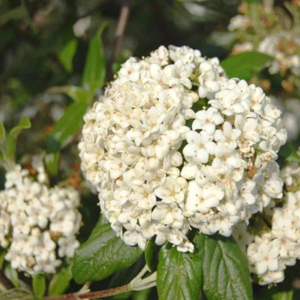 viburnum-pearlific-3 VIBURNUM Pearlific #3