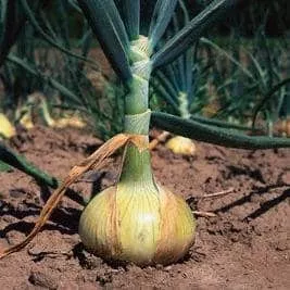 walla-walla-sweet-onion-seeds Walla Walla Sweet Onion Seeds