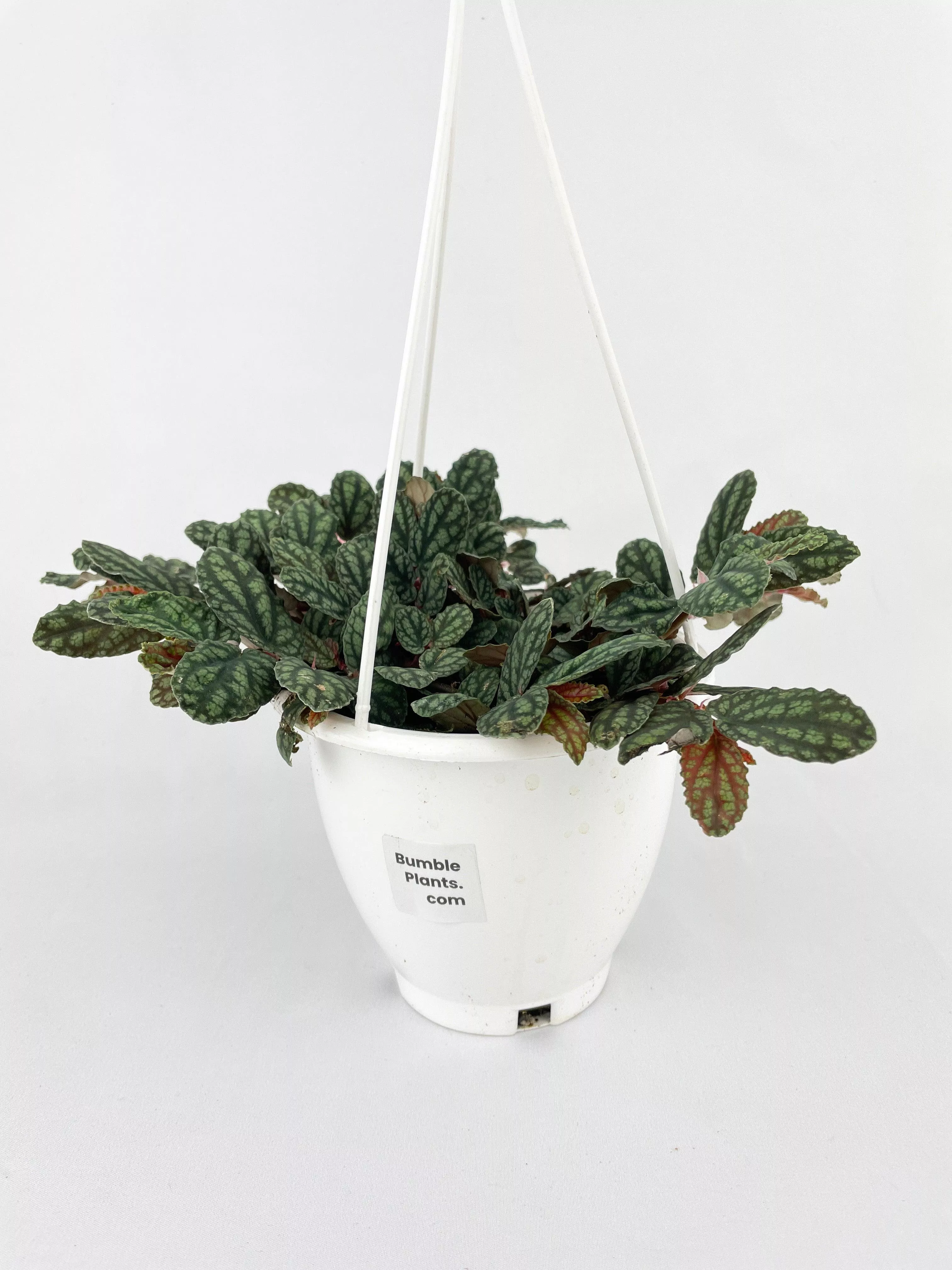 watermelon-begonia-pellionia-pulchra Watermelon Begonia (Pellionia Pulchra)
