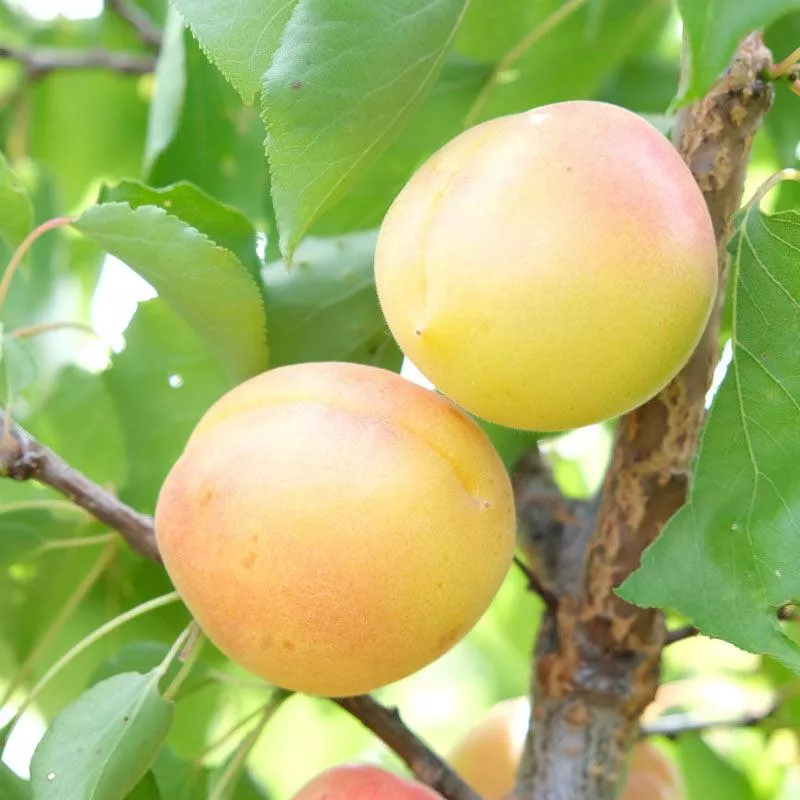 White Knockout Apricot Tree