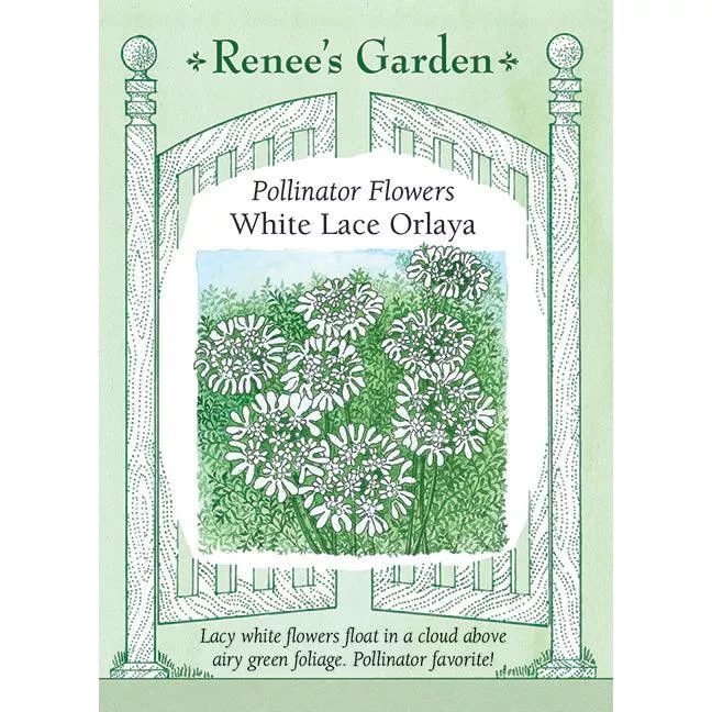 ‘White Lace Orlaya’ Pollinator Flower Seeds
