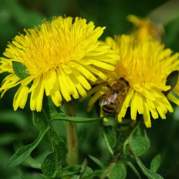 wild-dandelion-seeds-organic Wild Dandelion Seeds (Organic)