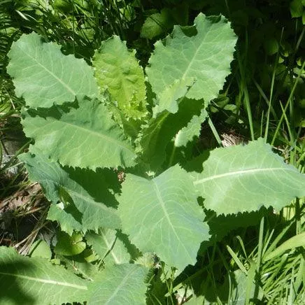 wild-lettuce-seeds-organic Wild Lettuce Seeds (Organic)