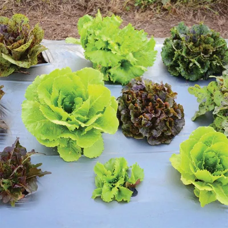 wildest-garden-lettuce-mix-seeds Wildest Garden Lettuce Mix Seeds