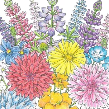 willamette-valley-wildflower-mix-1-4-lb Willamette Valley Wildflower Mix (1/4 lb)