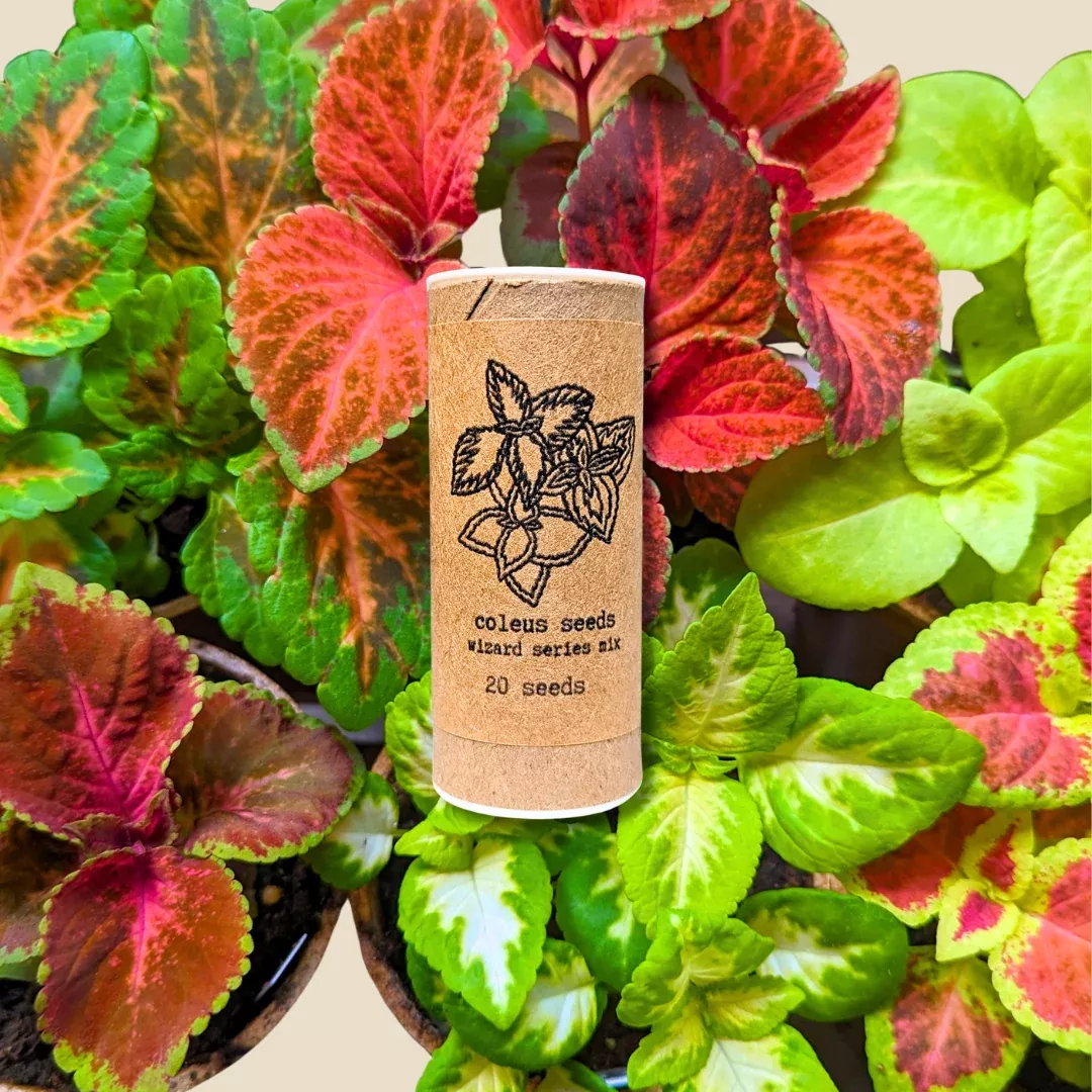 wizard-coleus-mix-seeds Wizard Coleus Mix Seeds