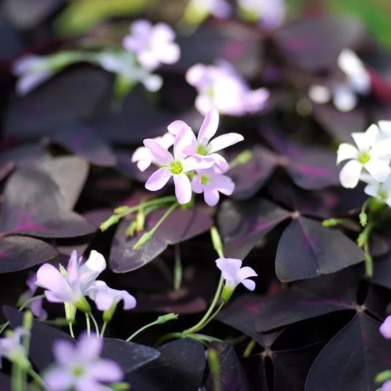 wood-sorrels-oxalis-triangularis-5-pk (Wood Sorrels) Oxalis Triangularis (5/pk)