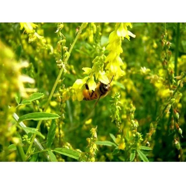 yellow-sweet-blossom-clover-seed-raw Yellow Sweet Blossom Clover Seed (Raw)