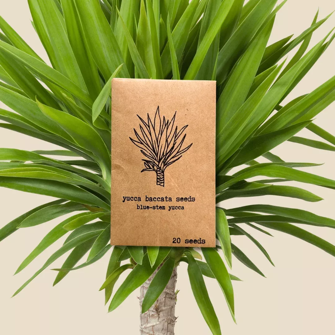 yucca-baccata-blue-stem-yucca-seeds Yucca Baccata 'Blue Stem Yucca' Seeds