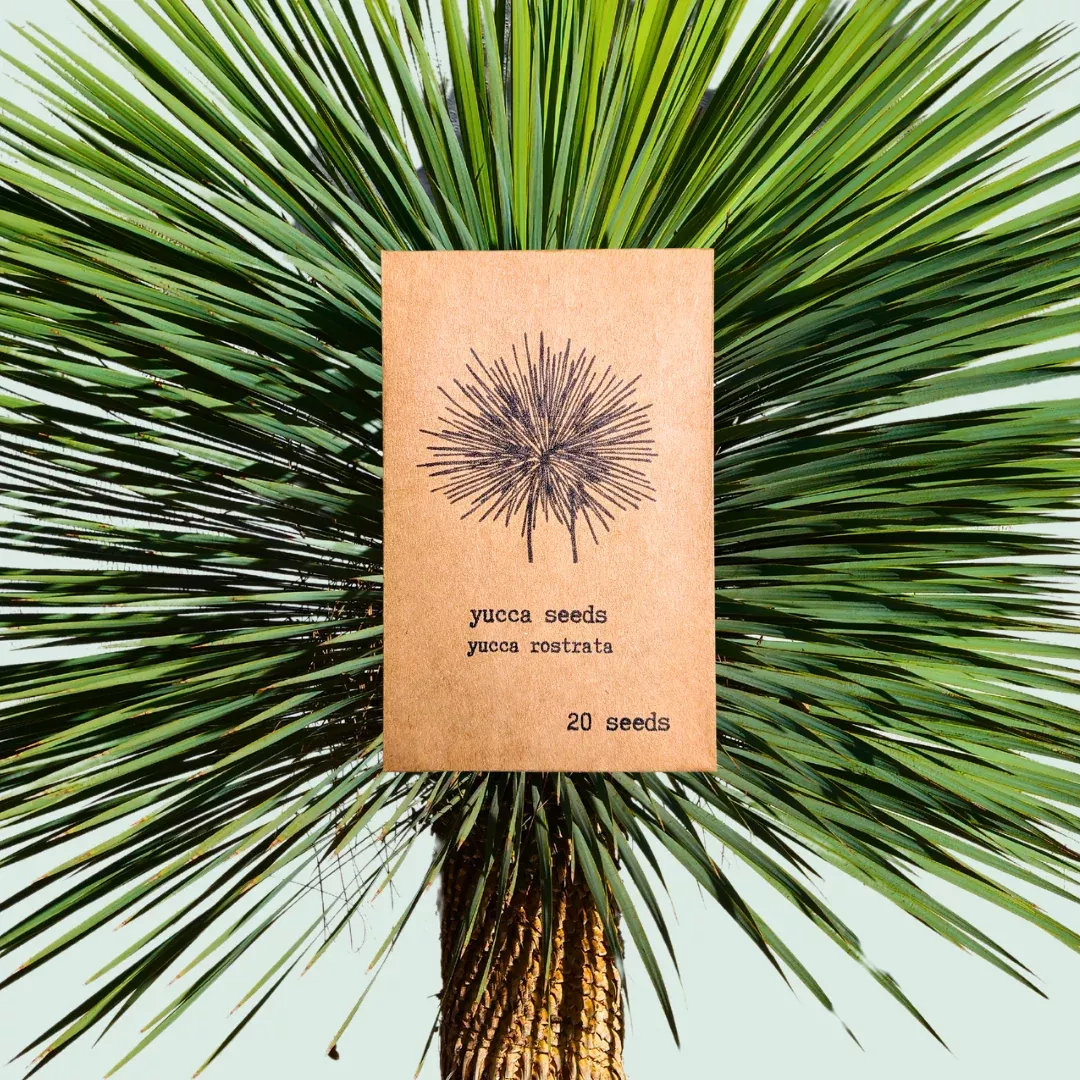 yucca-rostrata-beaked-yucca-seeds Yucca Rostrata 'Beaked Yucca' Seeds