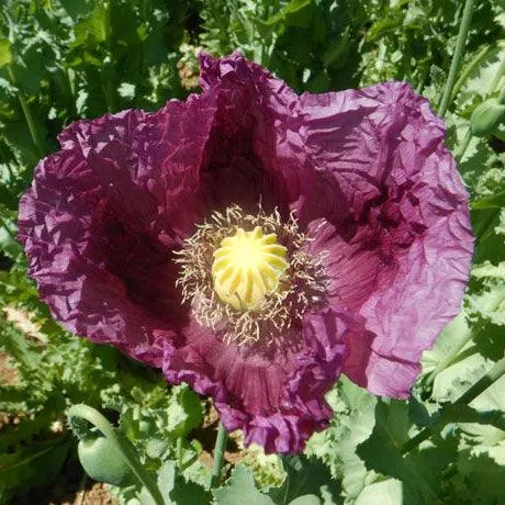 zahir-poppy-seeds-organic Zahir Poppy Seeds (Organic)