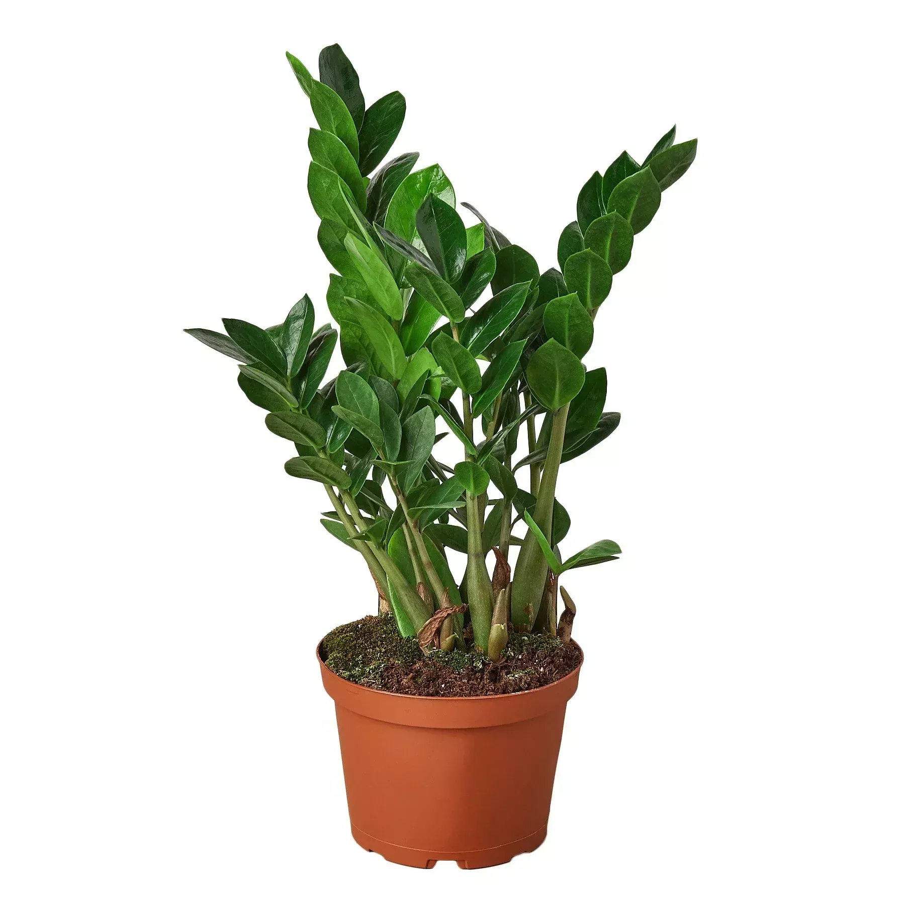 zamioculcas-zamiifolia-zz Zamioculcas Zamiifolia 'ZZ'