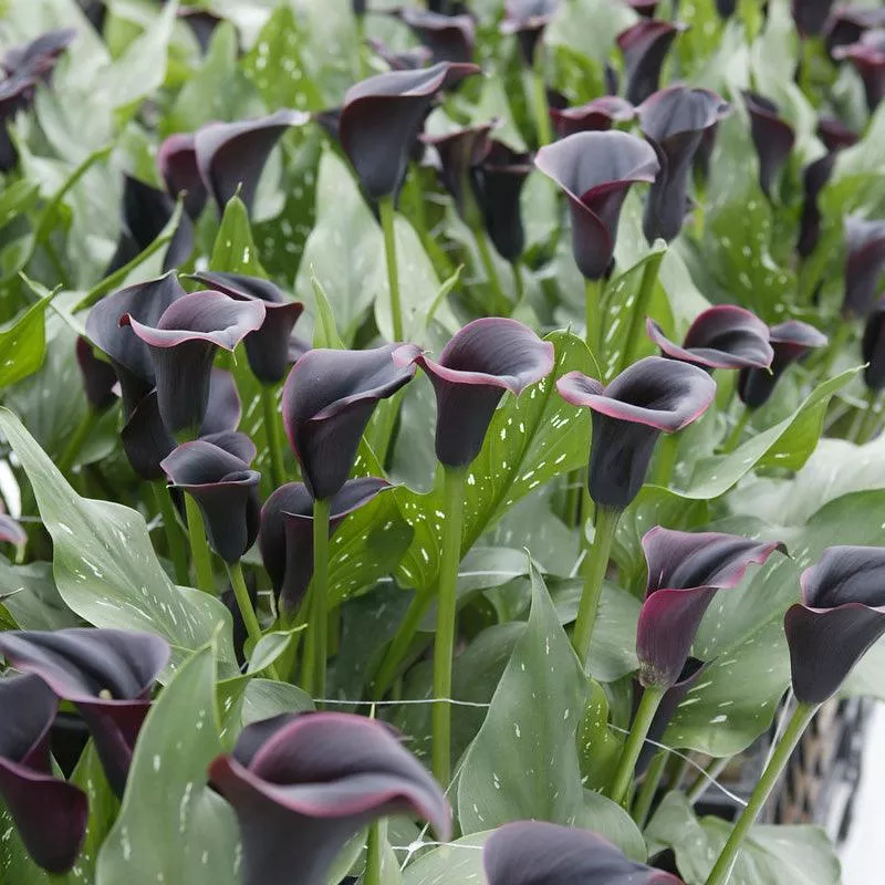 zantedeschia-calla-lily-dubai-nights-pack-1 Zantedeschia (Calla Lily) Dubai Nights (Pack of 1)
