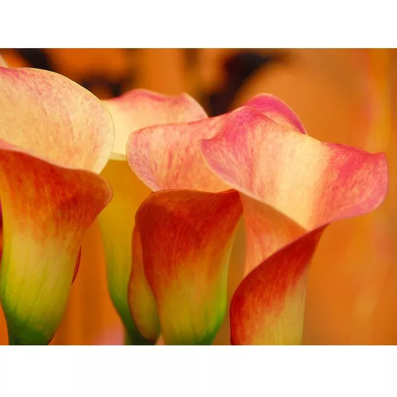 zantedeschia-calla-lily-lady-marmalade-pack-1 Zantedeschia (Calla Lily) Lady Marmalade (Pack of 1)