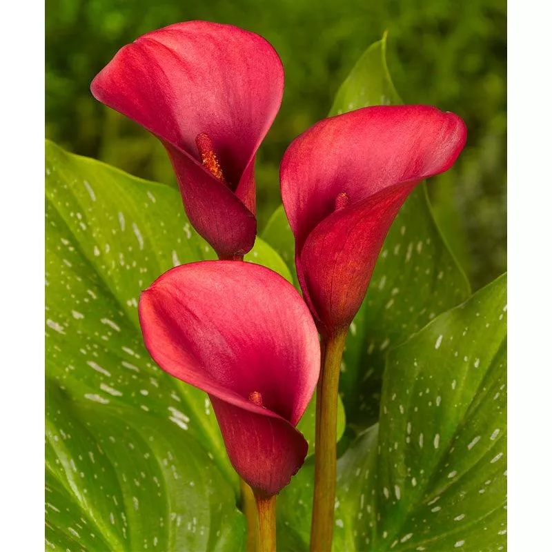 zantedeschia-calla-lily-red-alert-pack-1 Zantedeschia (Calla Lily) Red Alert (Pack of 1)
