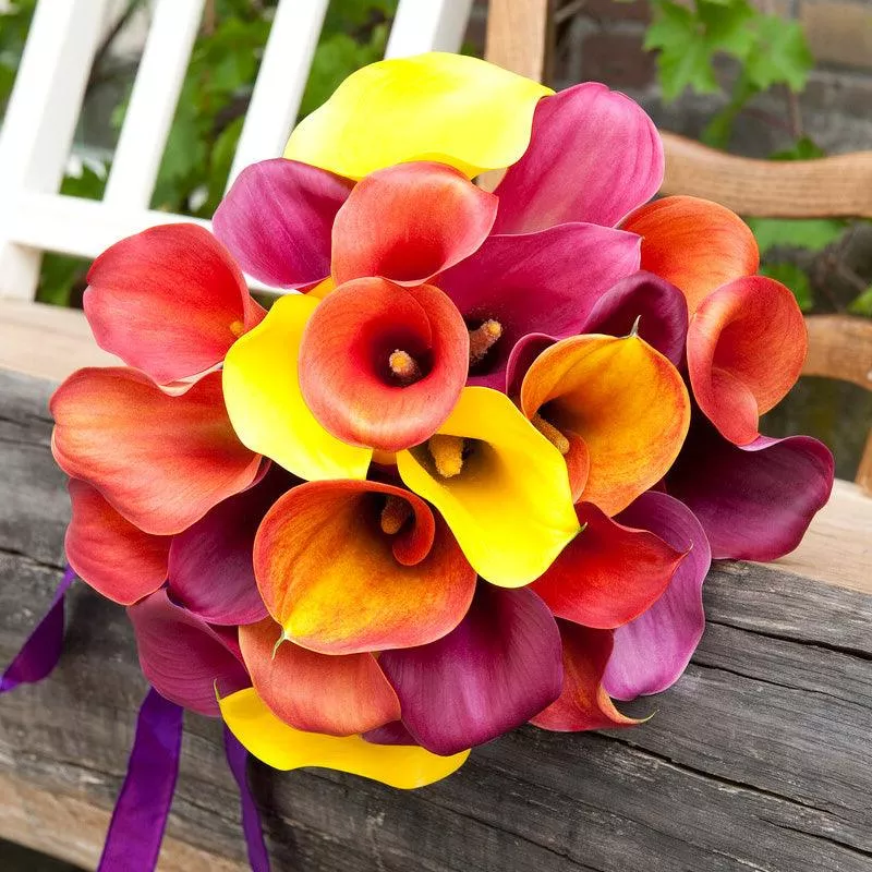 zantedeschia-calla-lily-tequila-sunrise-blend-pack-3 Zantedeschia (Calla Lily) Tequila Sunrise Blend (Pack of 3)