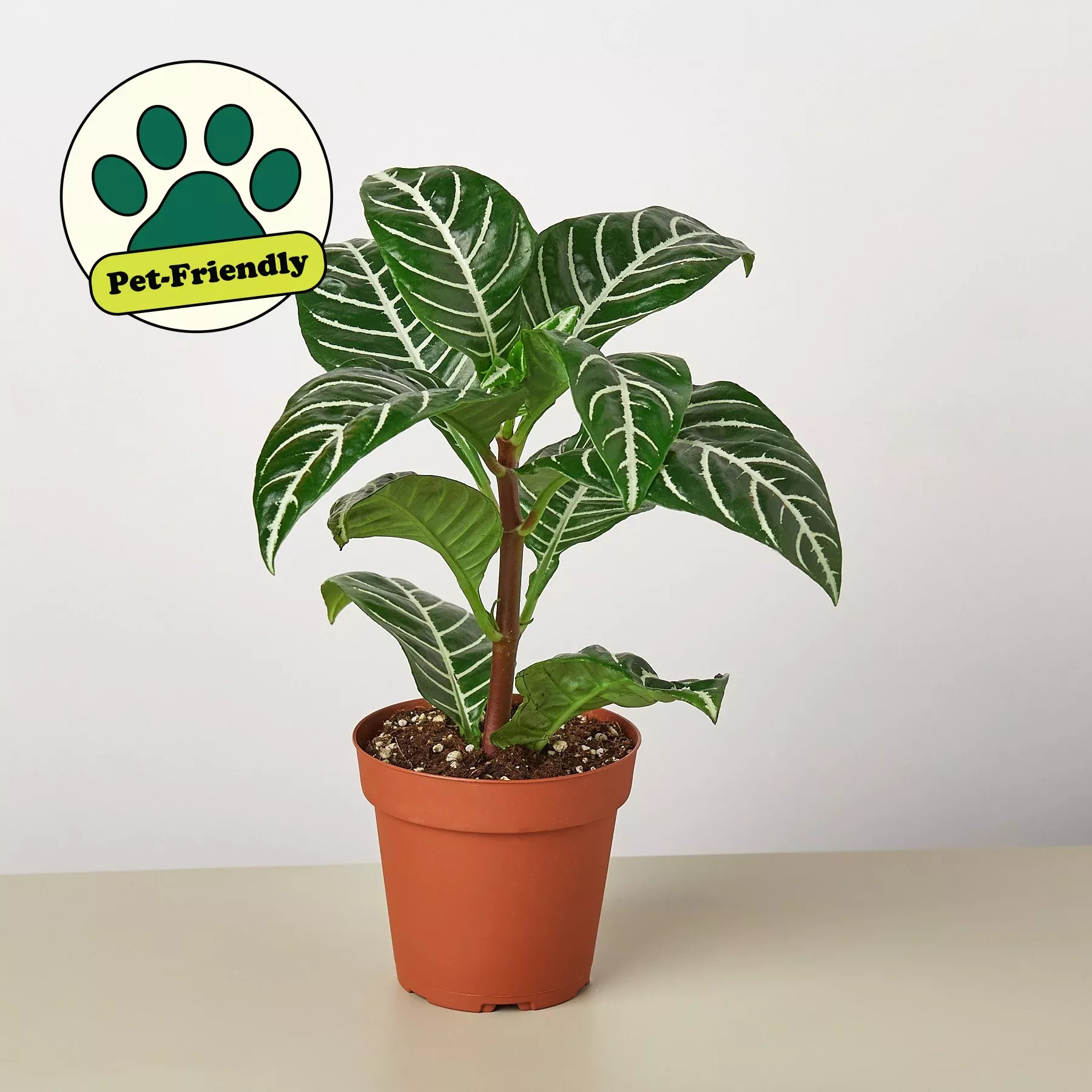 zebra-aphelandra Zebra 'Aphelandra'