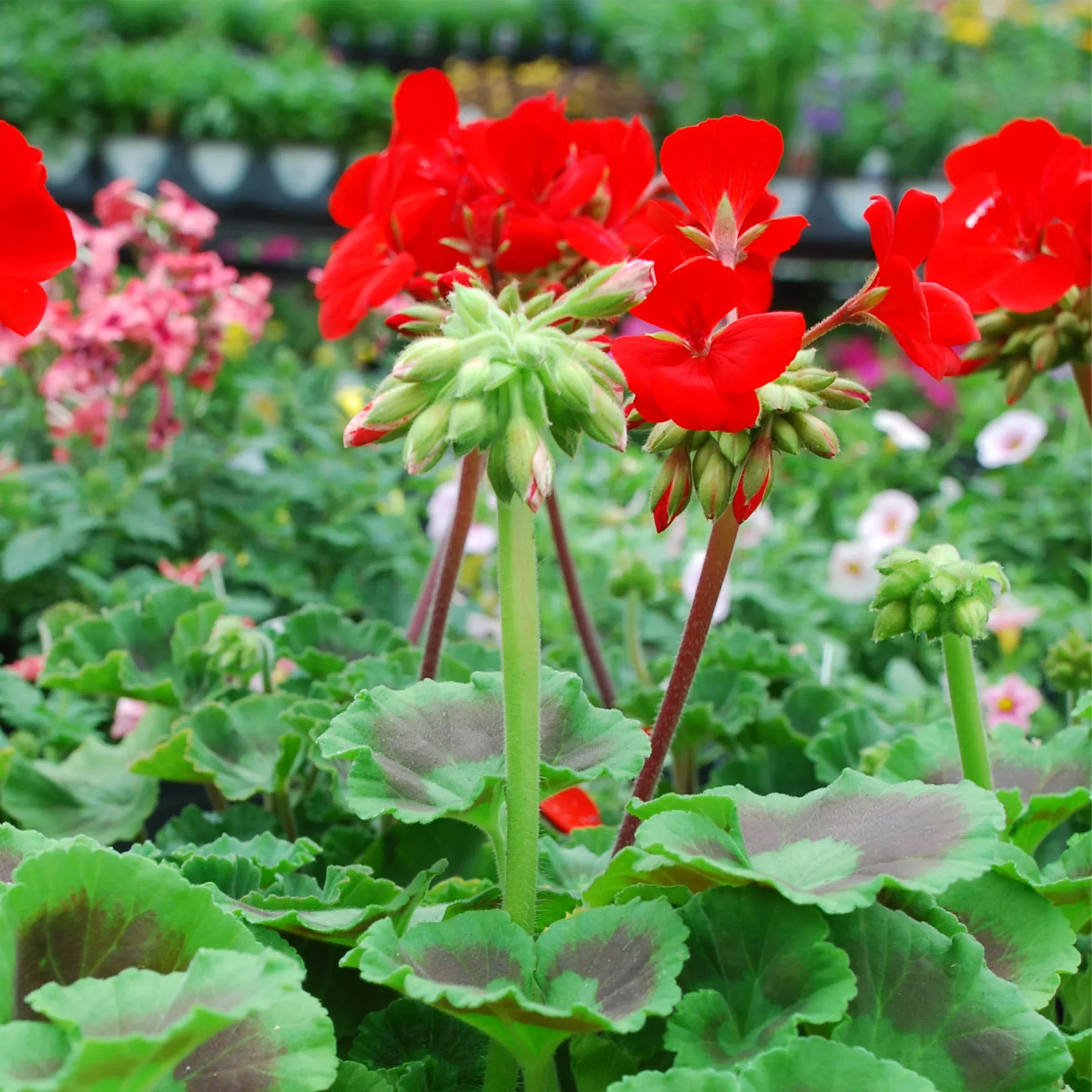 zonal-geranium Zonal Geranium