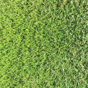 zoysia-grass-plugs-2-trays Zoysia Grass Plugs - 2 Trays