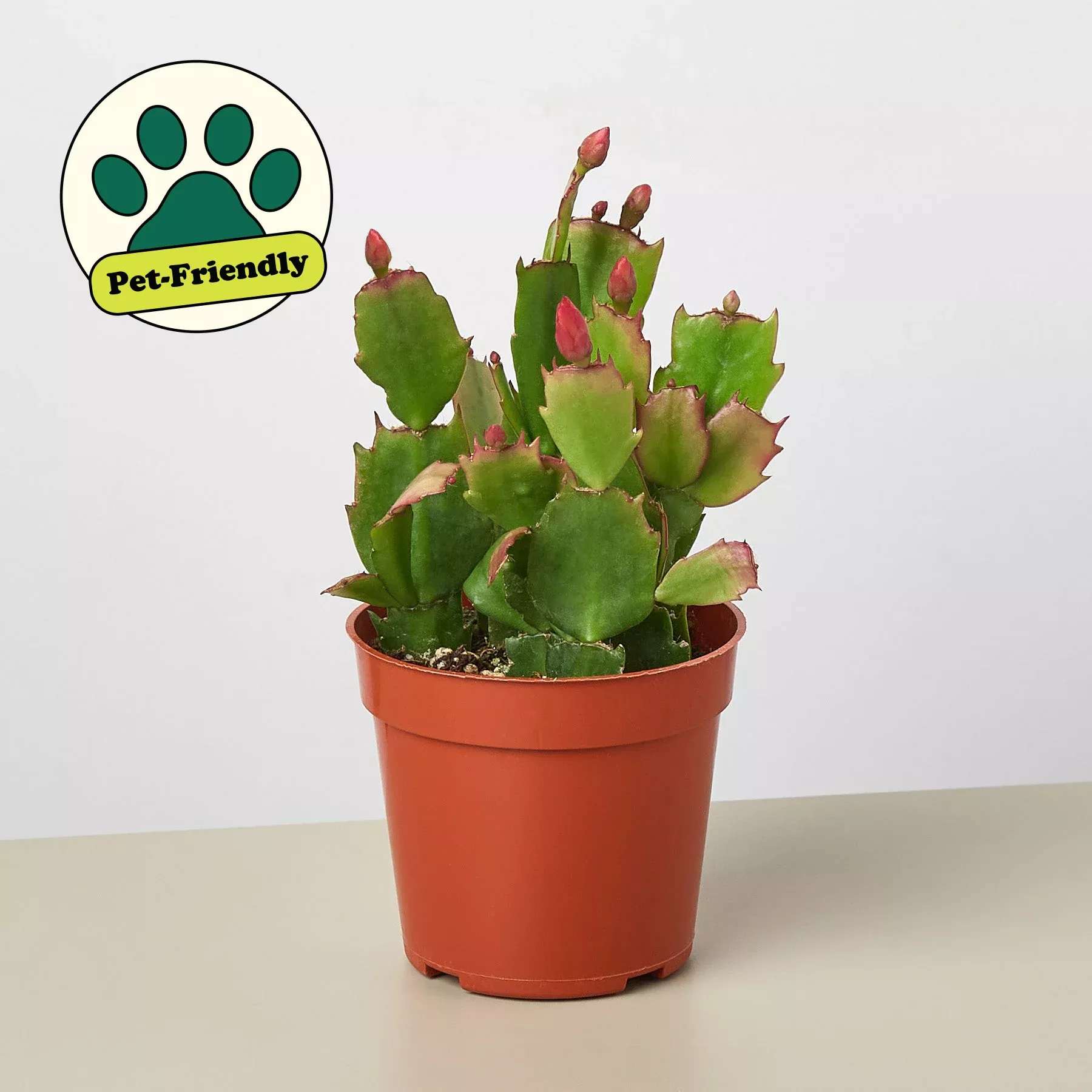 zygocactus-christmas-cactus Zygocactus 'Christmas Cactus'