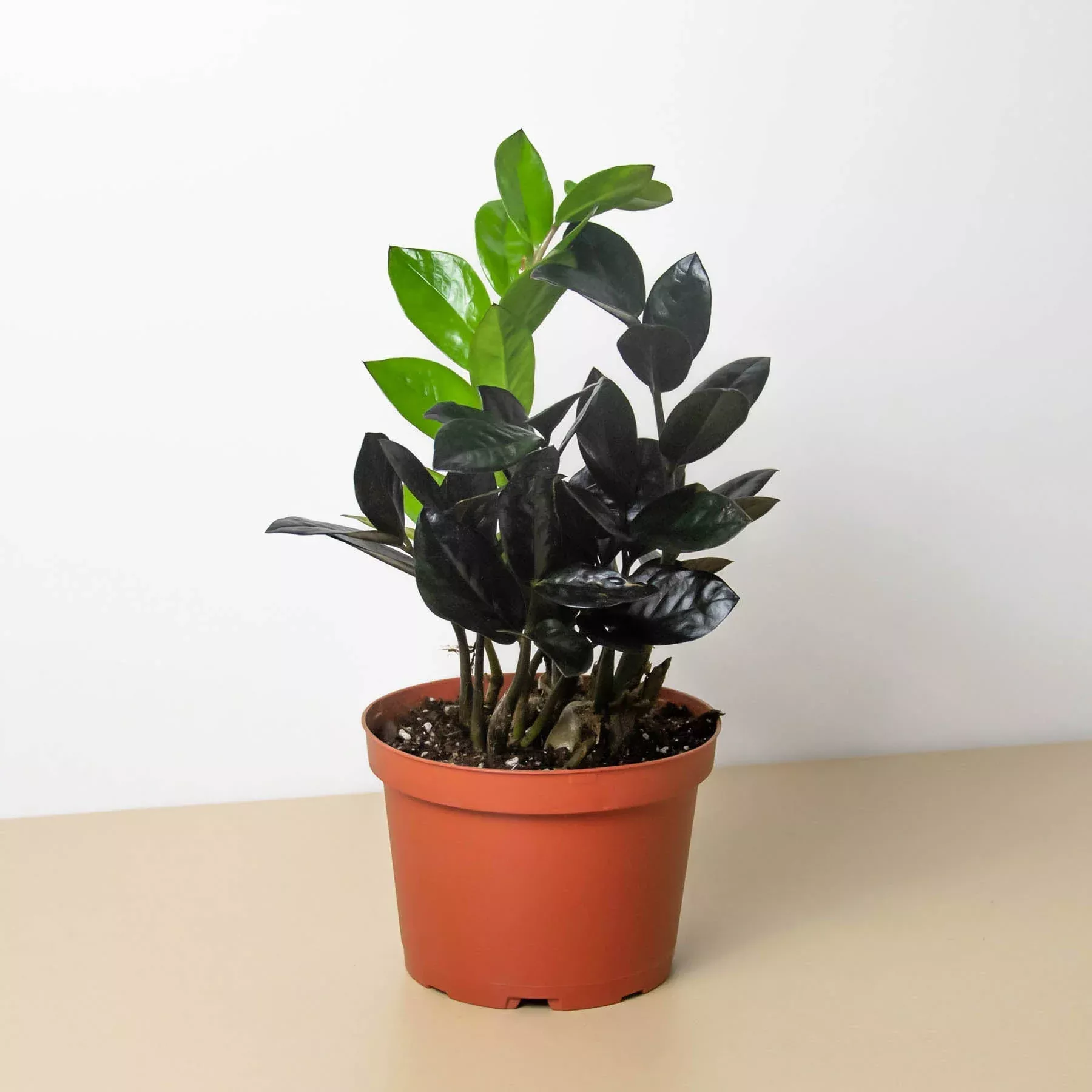 ZZ Zamioculcas 'Black Queen'